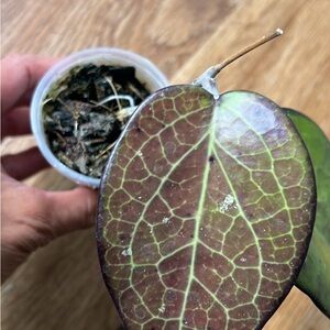 Hoya Fusco Marginata, rooted and beautifully sun stressed, healthy
